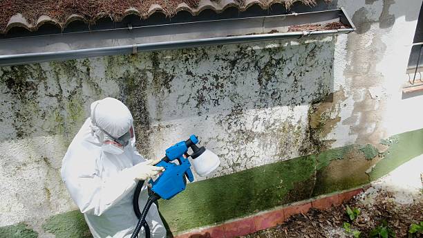 Top rated local Mold Remediation specialists in Selma, NC